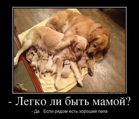 Предлогаю посмотреть новые и смешные демотиваторы, а что с ними еще делать Предлогаю посмотреть новые и смешные демотиваторы, а что с ними еще делать