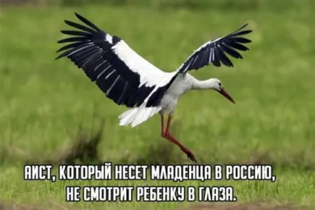 Фото приколы не носки, не нужно их искать