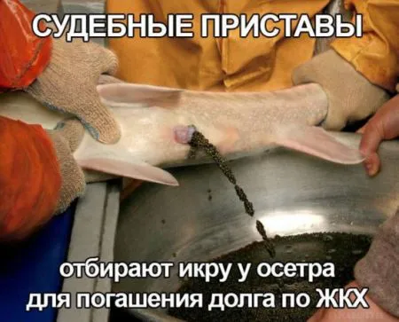 Фото приколы не носки, не нужно их искать