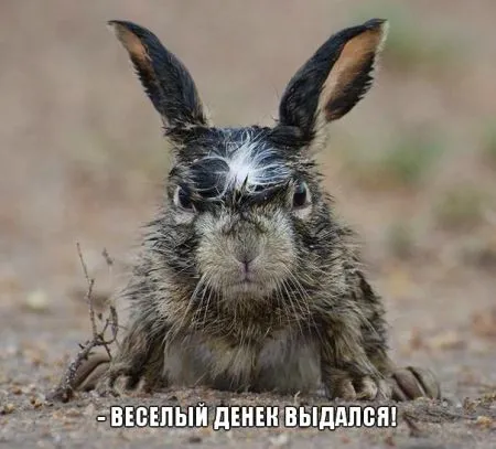 Прикольные картинки с животными