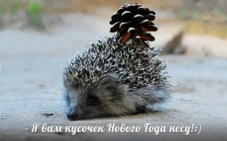 Прикольные картинки с животными