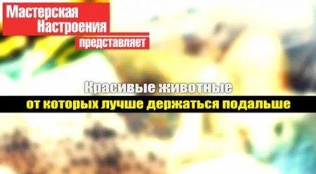 Красивые животные от которых лучше держаться подальше