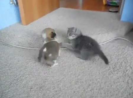 Схватка котёнка и щенка