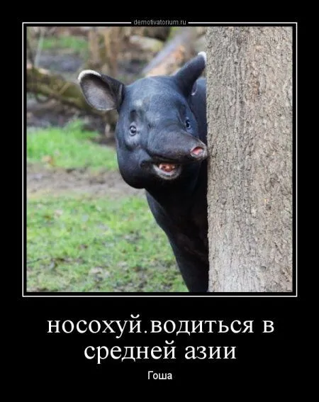 Это опять они! Ваши демотиваторы