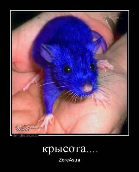 Это опять они! Ваши демотиваторы