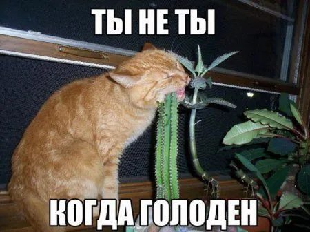 Мы никогда не волнуемся, мы часто смотрим новые фото приколы и волнуем других