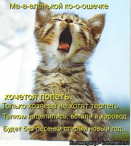В такой день и без котоматрицы