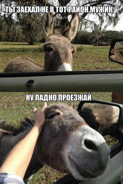 Фото приколы смотри здесь и сейчас