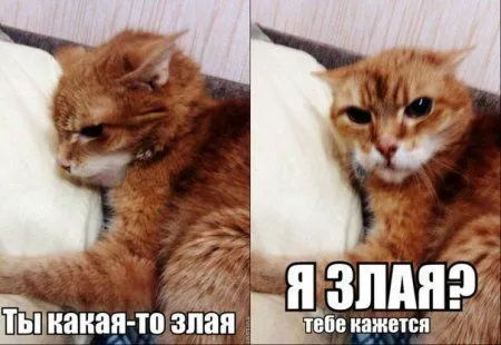 Фото приколы смотри здесь и сейчас