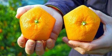 Японский фермер выращивает пятиугольные апельсины
