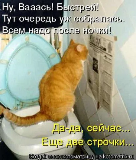 Пятница, последний день зимы - самое время посмеяться над веселыми картинками про кошек