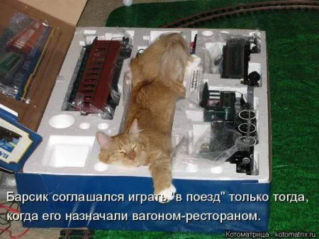 Пятница, последний день зимы - самое время посмеяться над веселыми картинками про кошек