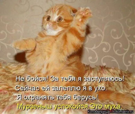 Пятница, последний день зимы - самое время посмеяться над веселыми картинками про кошек
