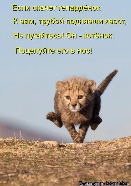 Пятница, последний день зимы - самое время посмеяться над веселыми картинками про кошек