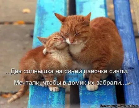 Пятница, последний день зимы - самое время посмеяться над веселыми картинками про кошек