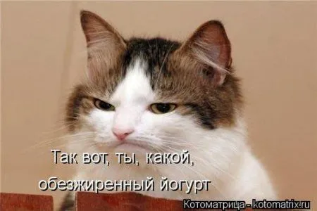 Пятница, последний день зимы - самое время посмеяться над веселыми картинками про кошек