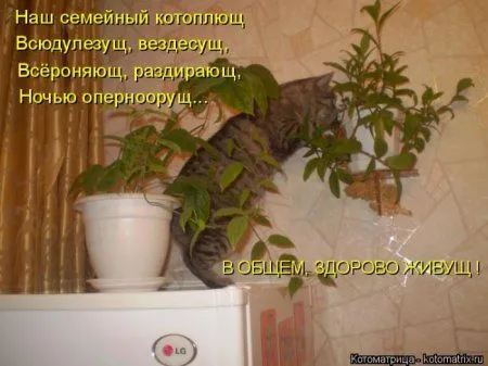 Пятница, последний день зимы - самое время посмеяться над веселыми картинками про кошек