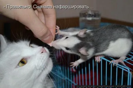 Пятница, последний день зимы - самое время посмеяться над веселыми картинками про кошек