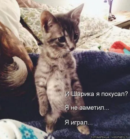 Пятница, последний день зимы - самое время посмеяться над веселыми картинками про кошек