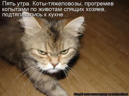 Пятница, последний день зимы - самое время посмеяться над веселыми картинками про кошек