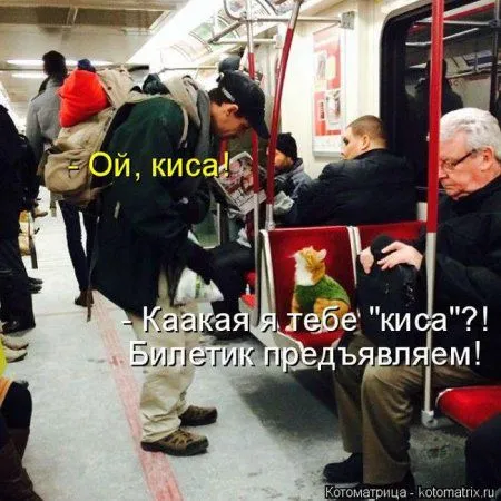 Пятница, последний день зимы - самое время посмеяться над веселыми картинками про кошек