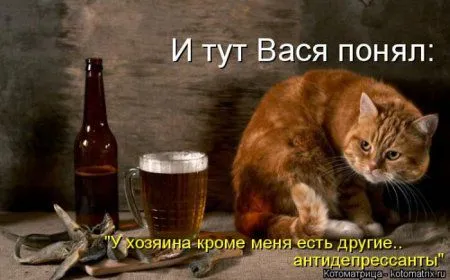 Пятница, последний день зимы - самое время посмеяться над веселыми картинками про кошек