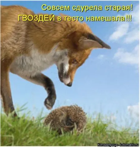 Пятница, последний день зимы - самое время посмеяться над веселыми картинками про кошек