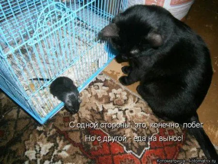 Пятница, последний день зимы - самое время посмеяться над веселыми картинками про кошек