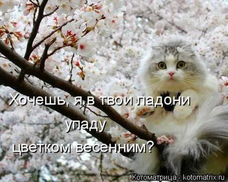 Пятница, последний день зимы - самое время посмеяться над веселыми картинками про кошек