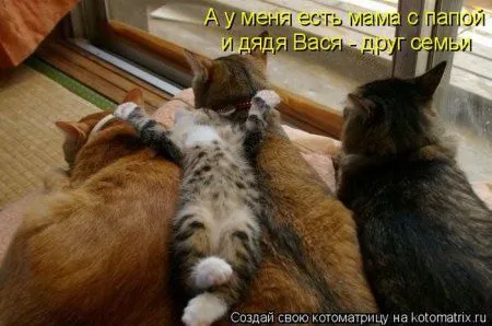 Пятница, последний день зимы - самое время посмеяться над веселыми картинками про кошек