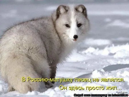 Пятница, последний день зимы - самое время посмеяться над веселыми картинками про кошек