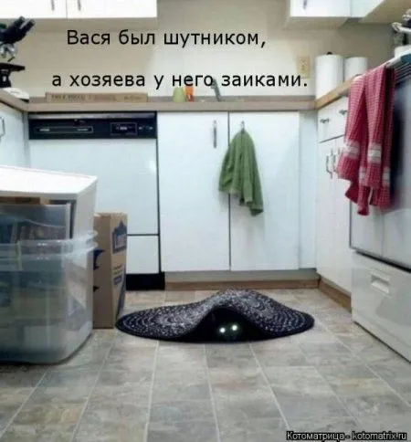 Пятница, последний день зимы - самое время посмеяться над веселыми картинками про кошек