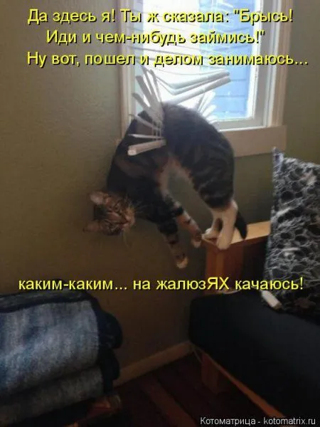 Пятница, последний день зимы - самое время посмеяться над веселыми картинками про кошек