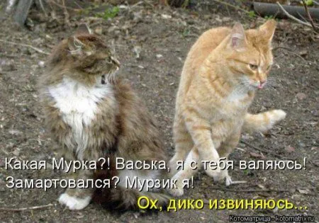 Пятница, последний день зимы - самое время посмеяться над веселыми картинками про кошек