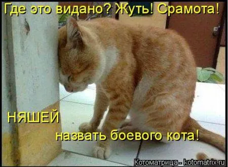 Пятница, последний день зимы - самое время посмеяться над веселыми картинками про кошек