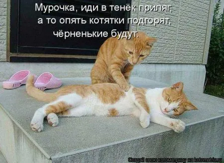 Пятница, последний день зимы - самое время посмеяться над веселыми картинками про кошек