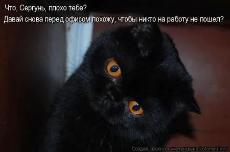Пятница, последний день зимы - самое время посмеяться над веселыми картинками про кошек