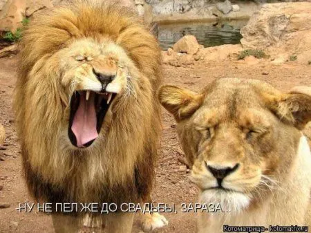 Пятница, последний день зимы - самое время посмеяться над веселыми картинками про кошек