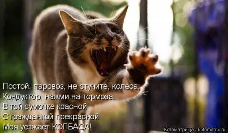 Пятница, последний день зимы - самое время посмеяться над веселыми картинками про кошек