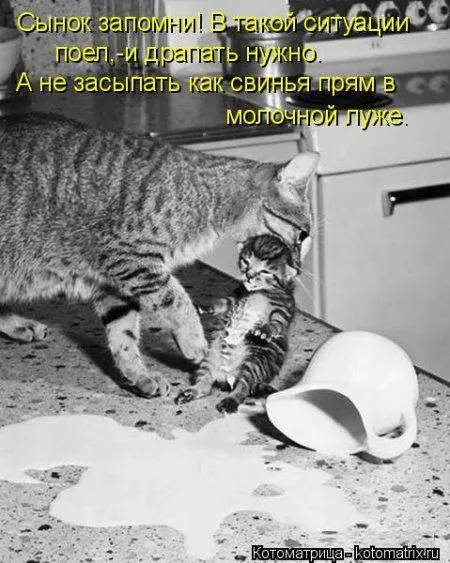 Пятница, последний день зимы - самое время посмеяться над веселыми картинками про кошек