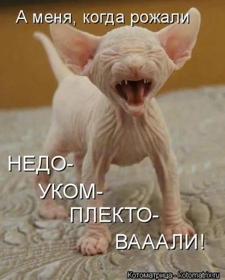 Пятница, последний день зимы - самое время посмеяться над веселыми картинками про кошек