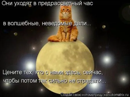 Пятница, последний день зимы - самое время посмеяться над веселыми картинками про кошек