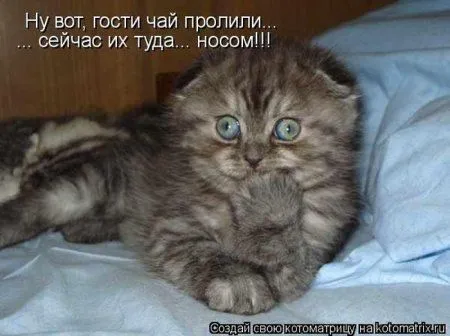 Пятница, последний день зимы - самое время посмеяться над веселыми картинками про кошек