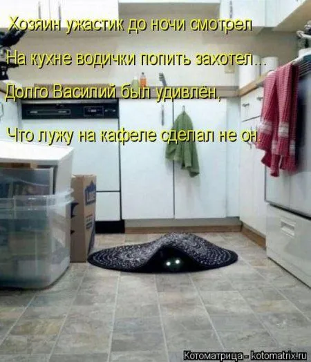 Пятница, последний день зимы - самое время посмеяться над веселыми картинками про кошек