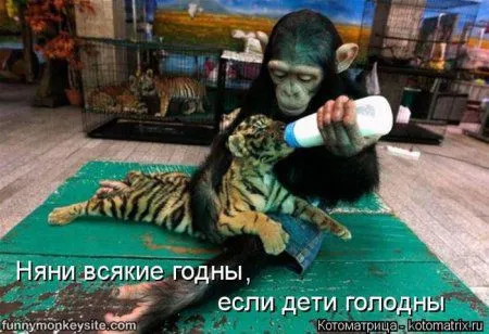 Пятница, последний день зимы - самое время посмеяться над веселыми картинками про кошек