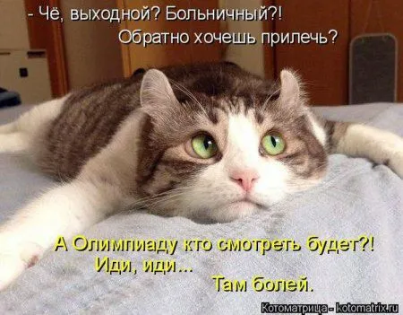 Пятница, последний день зимы - самое время посмеяться над веселыми картинками про кошек
