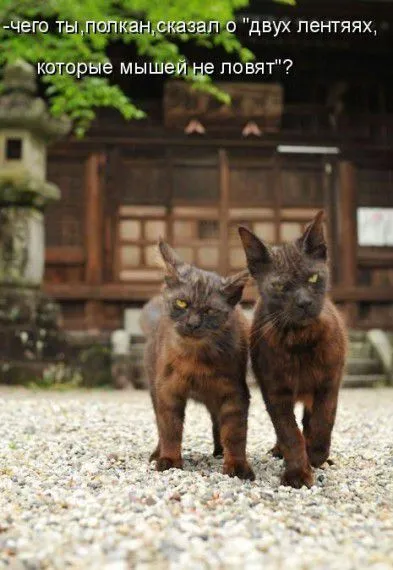 КотоМатрицы