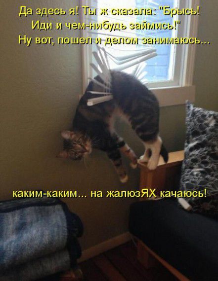 КотоМатрицы