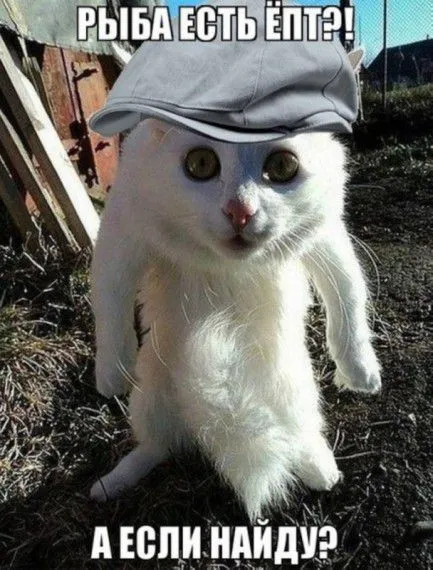 КотоМатрицы