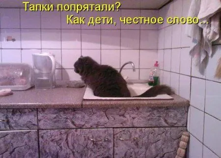 Приколы! Картинки! Фразы! Много! Много! Много!